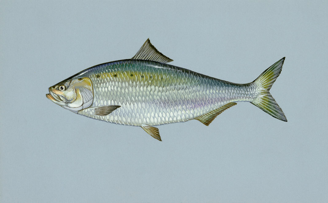 Illinois Fish Species - IL Fish Finder