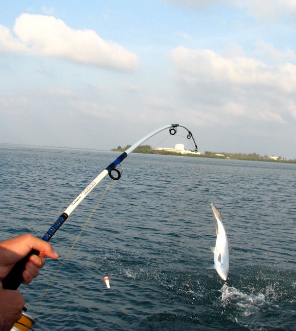 tarpin fishinf in the bannana river