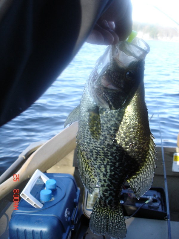 My biggest Crappie to date