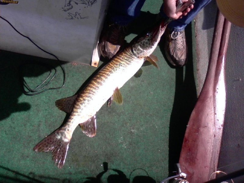 Tiger Musky 1