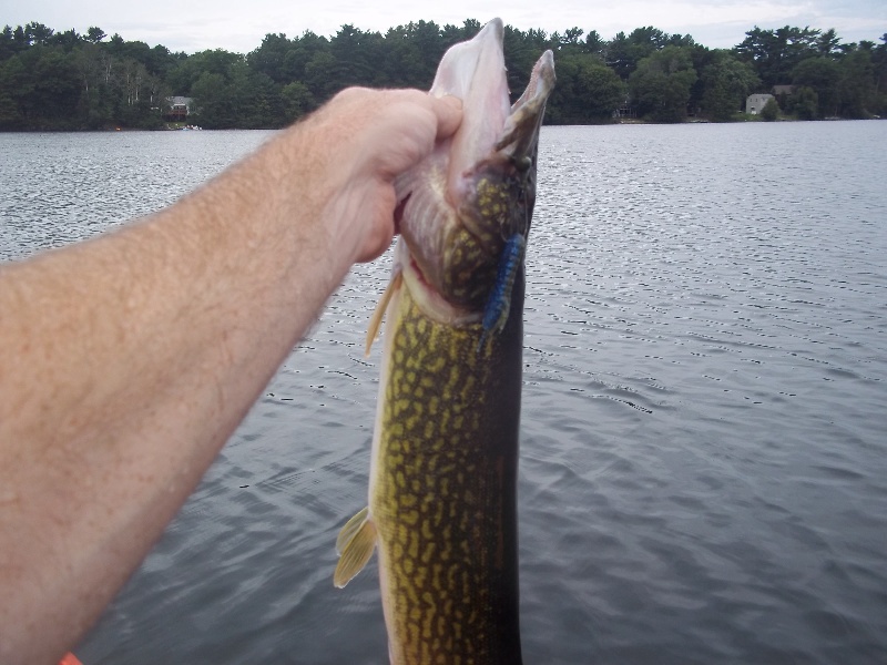 Big Pickerel