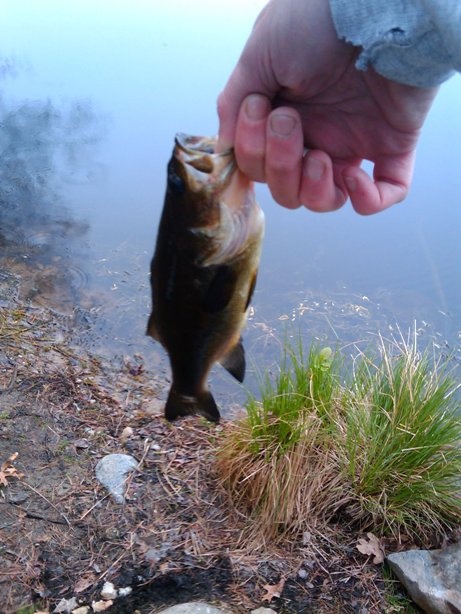 largemouth bass