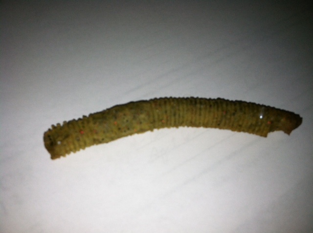 Salmon worm